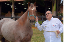 Paulo Horto - Paddock Ranch